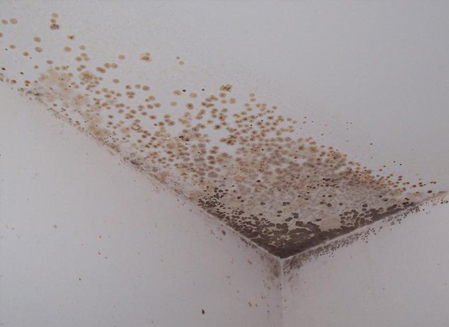 Mould Problem In Ireland Building Consultants We Diagnose