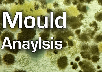 Mould 